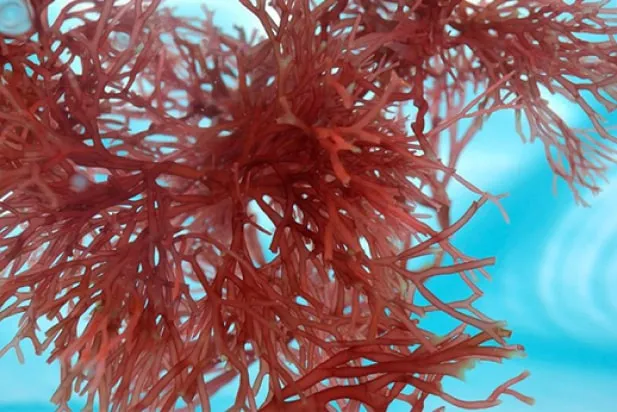 Талассотерапия от THALION